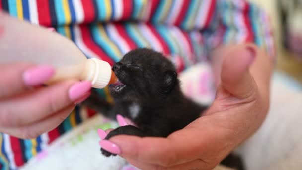 Close-up van het voeden van pasgeboren schattig blind zwart kitten met een fles kitten melk vervanger poeder baby cat formule. — Stockvideo