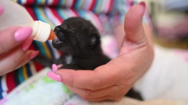 Крупним планом годування новонароджених милий сліпий чорний кошеня з пляшкою кошеняти молока-замінника порошку дитячої кішки формули . — стокове відео