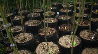 Plastik kaplarda ya da küvetlerde fidanlar bitkilerin fidanlıklarına ekilmeye hazırdır..
