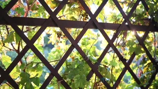 Reste überreifer Trauben im Spätherbst im Strahl der untergehenden Sonne. Weinblätter ranken sich um Holzgitter Gartenspalier, Pflanzsieb. — Stockvideo