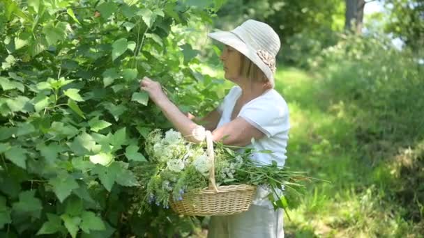 バスケットの花と夏の庭でポーズを楽しんでわら帽子の幸せな笑顔の高齢者の女性。農業、園芸、農業、引退した高齢者。農場で栽培されている有機植物 — ストック動画