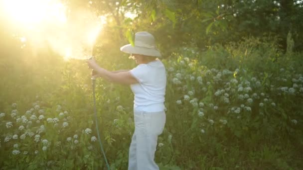 Szczęśliwa starsza pani bawiąca się podlewaniem roślin wężem w ogrodzie letnim. Krople wody w podświetleniu. Rolnictwo, ogrodnictwo, rolnictwo, ludzie w starszym wieku. Uprawa warzyw ekologicznych w gospodarstwie — Wideo stockowe