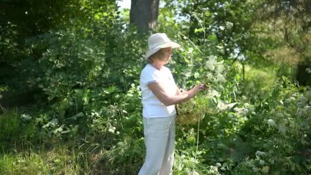 Glad leende äldre äldre kvinna i halmhatt i sommarträdgården plocka vilda blommor i korgen. Jordbruk, trädgårdsskötsel, jordbruk, pensionärer. Odla ekologiska växter på gården — Stockvideo