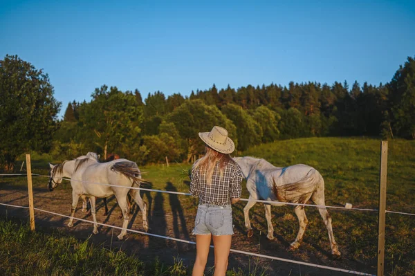 Hermosa mujer rubia joven vestido estilo safari en sombrero y camisa a cuadros posando con caballos pura sangre en la granja en el campo de atardecer al aire libre en el campo. Caballos detrás de una valla eléctrica energizada. —  Fotos de Stock