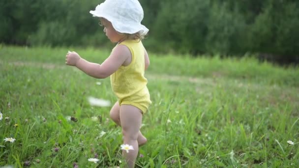 Klein grappig blond meisje kind peuter in geel bodysuit en witte hoed wandelen in het veld met groen gras en madeliefjes buiten in de zomer. Baby plukt wilde bloemen. Gezond concept voor een gelukkige jeugd. — Stockvideo