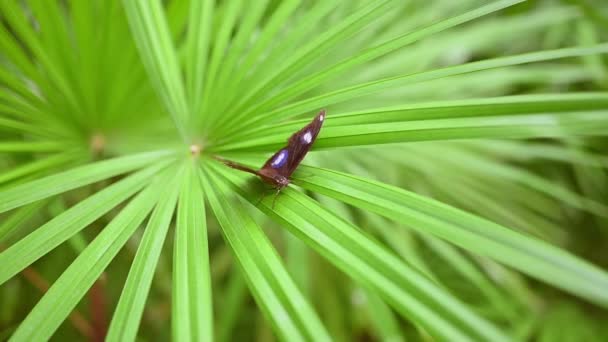 Un beau papillon tropical de lune bleu foncé avec des taches blanches appelées Hypolimnas Bolina s'assoit et bat des ailes sur une feuille verte de plante tropicale ou de palmier dans un parc naturel — Video