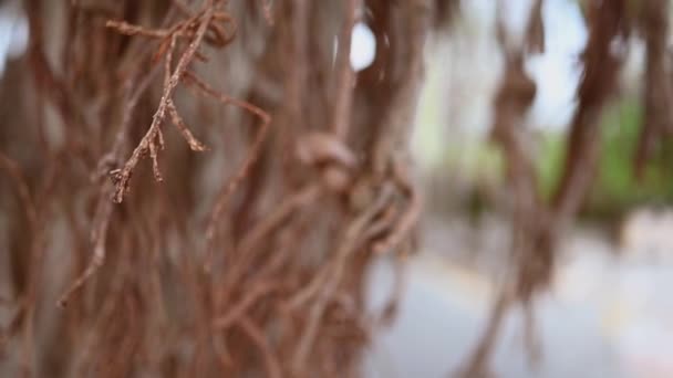 热带亚洲老爬虫树扭曲根的特写慢镜头视频。天然木制背景. — 图库视频影像