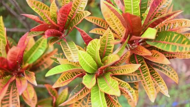 녹색 과 빨간색의 크로톤 이 배경을 장식한다. 염화나트륨 다양성. 열 대 공 원에 크로톤 식물 이 있는 아름다운 천연 배경 식물. Vibrant Croton leaf 의닫기 . — 비디오