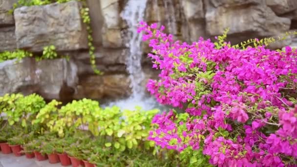 Belas flores tropicais rosa e plantas verdes contra a cachoeira em rochas na natureza parque asiático. Água cai em uma piscina natural, férias resort conceito fundo de viagem. — Vídeo de Stock