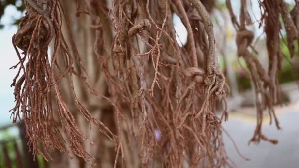 古い熱帯アジアのクリーパーの木のねじれぶら下げ根のクローズアップスローモーションビデオ。天然木の背景. — ストック動画
