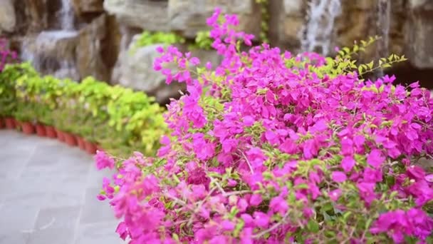 Piękne tropikalne różowe kwiaty i zielone rośliny przeciwko wodospadowi w skałach w Parku Azjatyckim przyrody. Woda wpada do naturalnego basenu, wakacje koncepcji kurortu tle. — Wideo stockowe