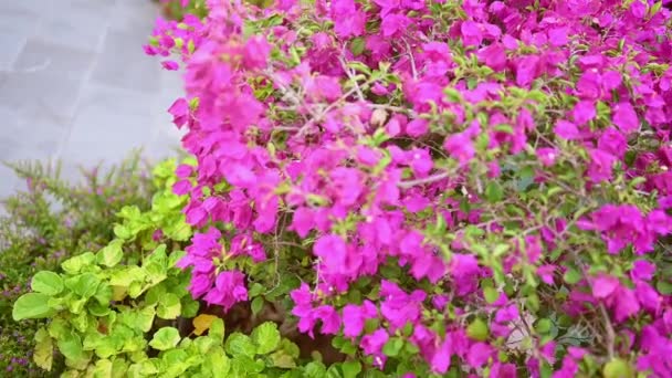 Kaunis trooppinen vaaleanpunaisia kukkia ja vihreitä kasveja vastaan vesiputous kiviä luonnon Aasian puistossa. Vesi putoaa luonnollinen uima-allas, loma matka keinona konsepti tausta. — kuvapankkivideo