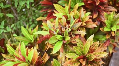 Renkli yeşil ve kırmızı Croton Yapraklar Arkaplanı. Codiaeum variegatum. Tropikal parkta croton bitkisi olan çok güzel doğal bir fon. Vibrant Croton yaprağını kapat .