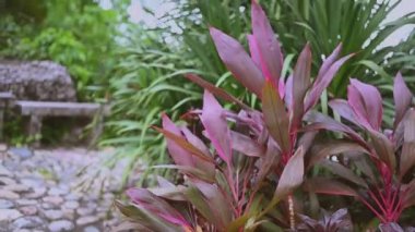 Taşlardan, banklardan, tropik çiçeklerden ve palmiye ağaçlarından oluşan doğal yeşil bir park. Asya turizmini gezin. Kasvetli fırtınalı hava, rüzgarda sallanan bitkiler.