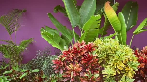 Croton colorido deja el fondo. Codiaeum variegatum. Hermoso telón de fondo natural con plantas tropicales en el entorno natural cerca de la casa patio delantero con pared púrpura en la calle local del país asiático — Vídeo de stock