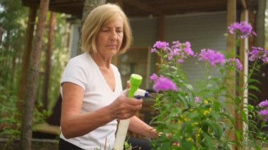 Yaşlı, kıdemli bahçıvan kadın, kır bahçesinde çiçeklere bakan kırsal alanda, su tozu kullanarak çiçek açan bitkileri ilaçlıyor. Çiftçilik, bahçıvanlık, tarım, emekli yaşlılar..