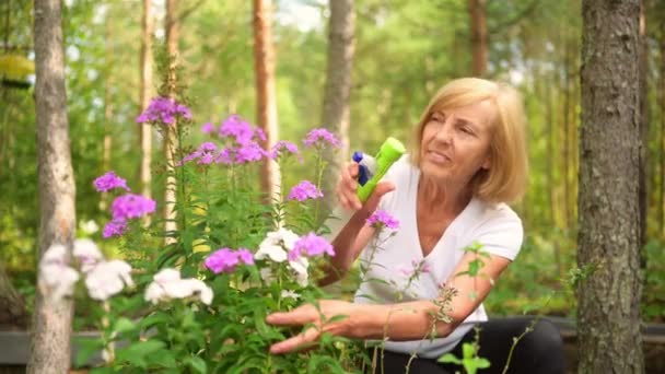 Äldre senior trädgårdsmästare bonde kvinna vårda blommor i sommarträdgården på landsbygden utomhus, sprayar blommande växter med hjälp av vatten pulveriserare. Jordbruk, trädgårdsskötsel, jordbruk, pensionärer. — Stockvideo