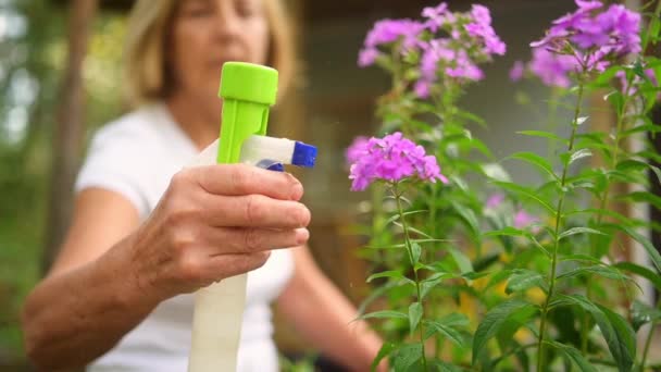 Oudere oudere tuinman boer vrouw verzorgen bloemen in de zomer tuin op het platteland buiten, sproeit bloeiende planten met behulp van water verpulverizer. Boeren, tuinieren, landbouw, gepensioneerden. — Stockvideo