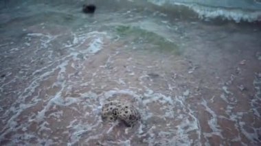 Sanya, Hainan 'da büyük ve modern bir sahil kasabası. Gökdelenleri var. Rüzgarlı ve fırtınalı havada, depresif su renklerinde dalgalar sörf yapar. Kasvetli deniz ya da okyanus .