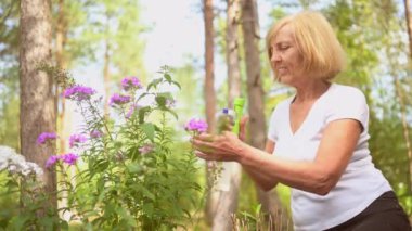 Yaşlı, kıdemli bahçıvan kadın, kır bahçesinde çiçeklere bakan kırsal alanda, su tozu kullanarak çiçek açan bitkileri ilaçlıyor. Çiftçilik, bahçıvanlık, tarım, emekli yaşlılar..