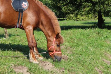 Güneşli bir günde yeşil çimen yiyen koşumlu at yeşil çalıların arkasında kırmızı kahverengi at.