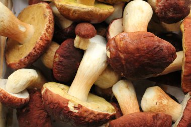 Beyaz ve kahverengi izole edilmiş taze şampiyon mantarları..