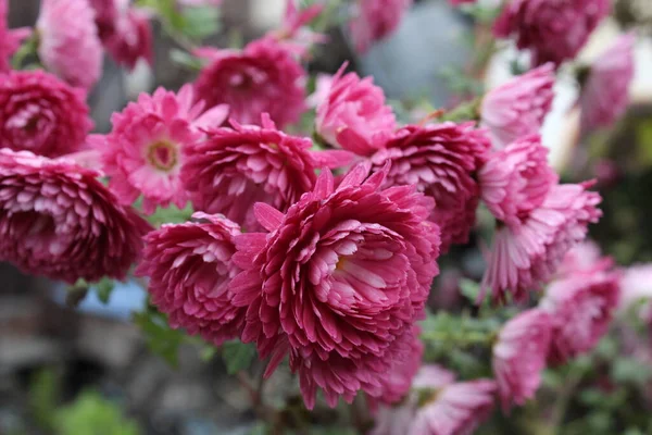 Ölümsüz Helichr 'in kırmızı pembe çiçekleri yakın plandadır..