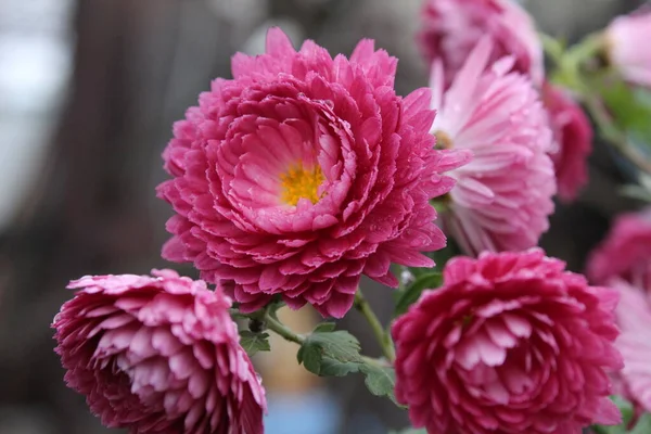 Fiori Rosa Rossi Dell Immortale Helichr Sum Sono Primo Piano — Foto Stock