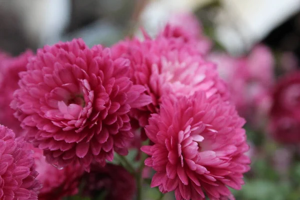 Fiori Rosa Rossi Dell Immortale Helichr Sum Sono Primo Piano — Foto Stock