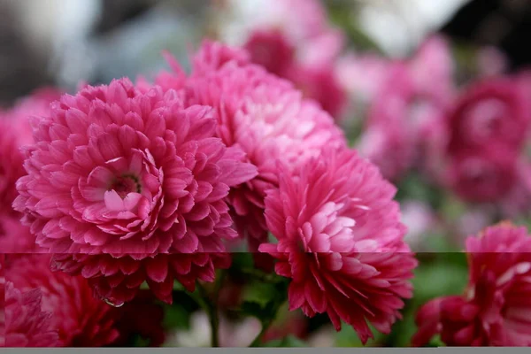 Fiori Rosa Rossi Dell Immortale Helichr Sum Sono Primo Piano — Foto Stock