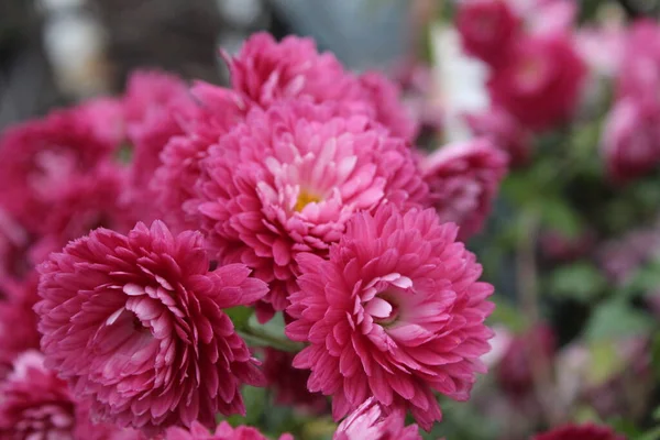 Fiori Rosa Rossi Dell Immortale Helichr Sum Sono Primo Piano — Foto Stock