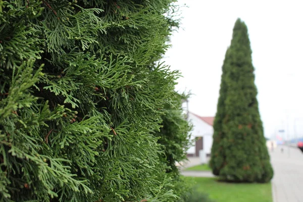 Rami Aghi Albero Natale Sullo Sfondo Verde — Foto Stock