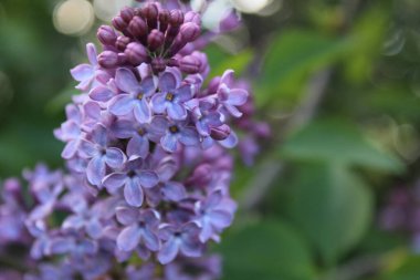 Bulanık bir arkaplanda, boşluğun bir kopyasıyla leylak dalları çiçek açmaya başlar.
