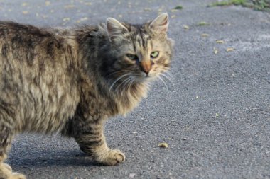 Kedi çizgili ya da siyam büyük mplan bir kopyasıyla oturur ya da durur.