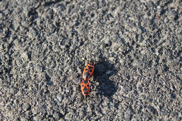 Two Red Firemen Beetles Grey Dark Asphalt Road — Stock Photo, Image