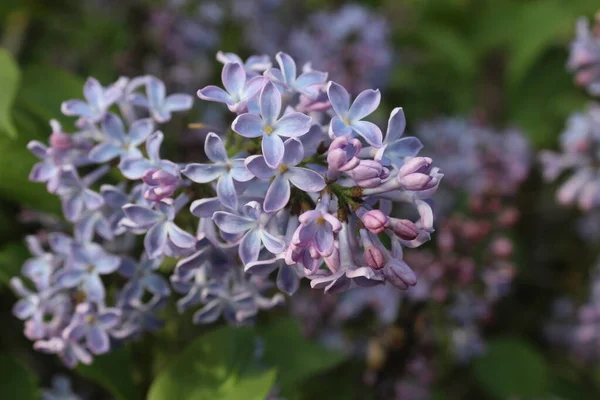 Rama Lila Con Flores Primer Plano Fondo Lila Verano — Foto de Stock