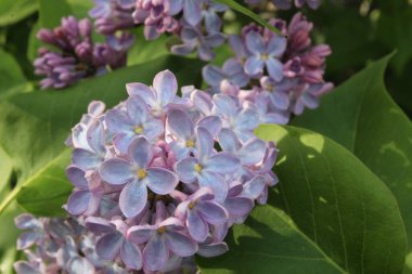 Çiçekli leylak dalı yaz mevsiminin arka planında bahar mevsimi..