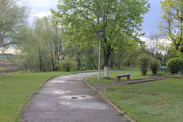 右側の夏の公園のぬれた舗装道路にはベンチと緑の木があります — ストック写真