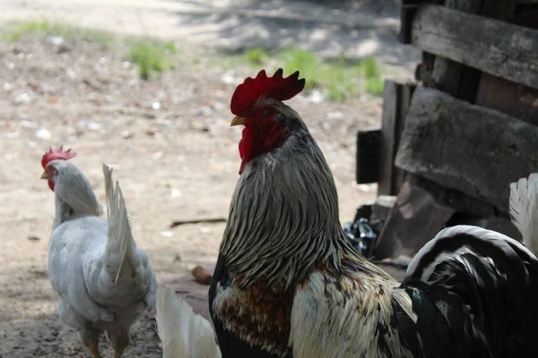 Rooster Veelkleurig Met Rode Kuif Met Broek Zomer Zon Lucht — Stockfoto