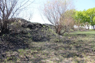 Yangından sonra doğanın yenilenmesi taze çimenler külün üstünde çimenler.