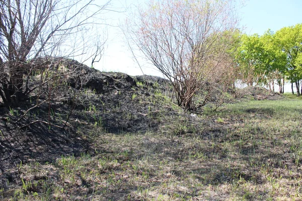 Yangından sonra doğanın yenilenmesi taze çimenler külün üstünde çimenler.