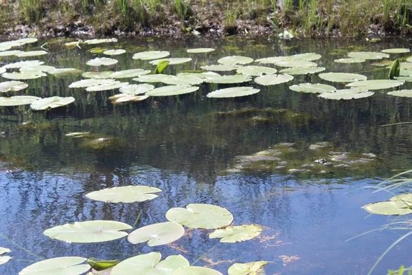 Cassan toy marsh plants water summer pond.