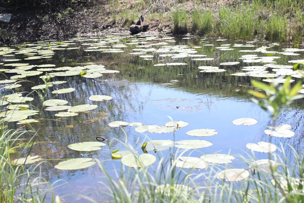 Cassan Brinquedo Pântano Plantas Água Verão Lagoa — Fotografia de Stock