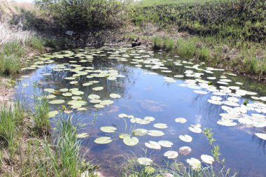 Cassan oyuncak bataklık bitkileri yaz göleti.