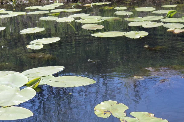 Cassan Hračka Močál Rostliny Voda Letní Rybník — Stock fotografie