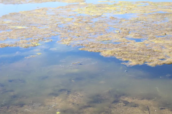 Çiçekli su bataklık yosunları suda..