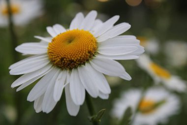 Kartpostaldaki çiçekler papatya bahçesi eczanesi yapraklı büyük bir plano ve ortası da boşluk kopyası..