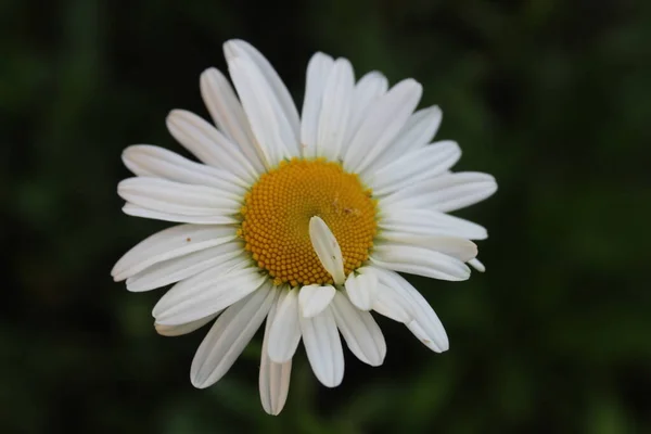 Flowers on the postcard daisy garden pharmacy is large plano with petals and bright middle with a copy of the space.