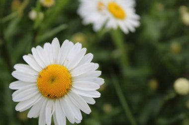Kartpostaldaki çiçekler papatya bahçesi eczanesi yapraklı büyük bir plano ve ortası da boşluk kopyası..