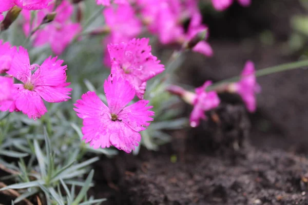 Piccoli Fiori Lilla Terra Sono Grande Piano Con Copyspace — Foto Stock